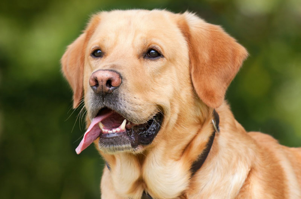 Veterinární správa spustila na webu aplikaci pro vyhledávání ztracených psů