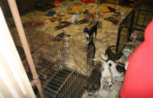Policie obvinila 63letého chovatele psů a jeho partnerku z týrání zvířat, nyní oběma hrozí až 6 let vězení